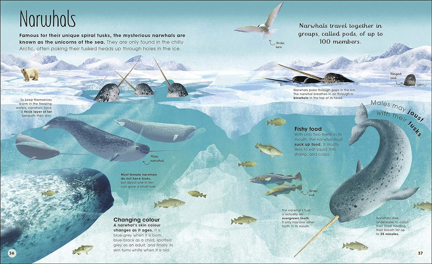 Earth's Incredible Oceans