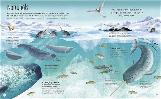 Earth's Incredible Oceans