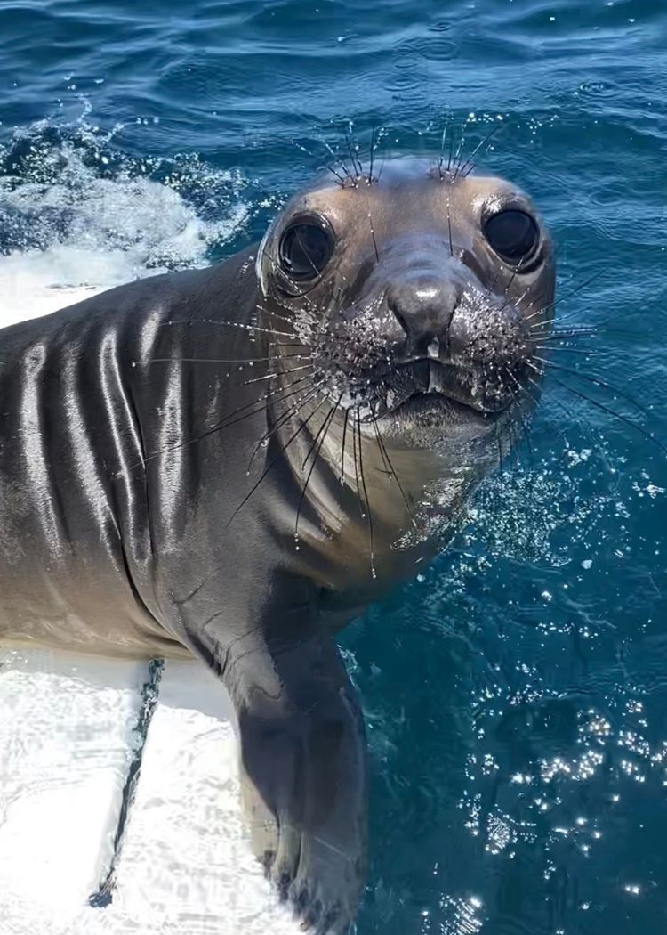 Fahlo Bracelets - Track an Elephant Seal