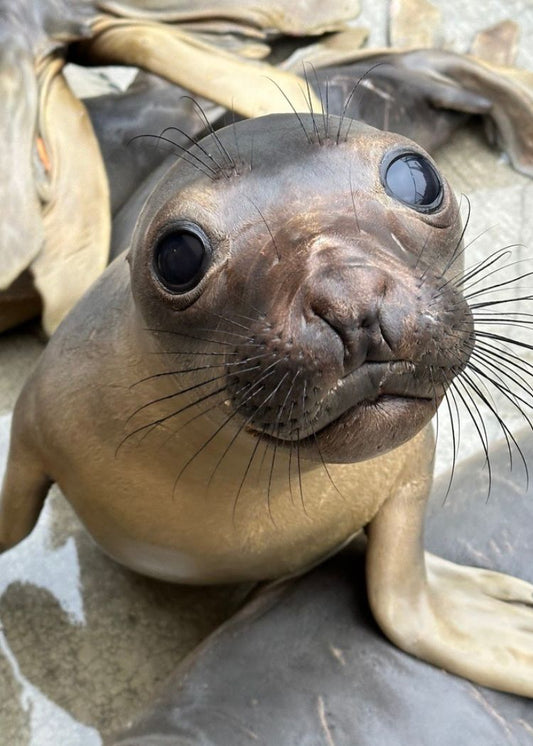 Fahlo Bracelets - Track an Elephant Seal