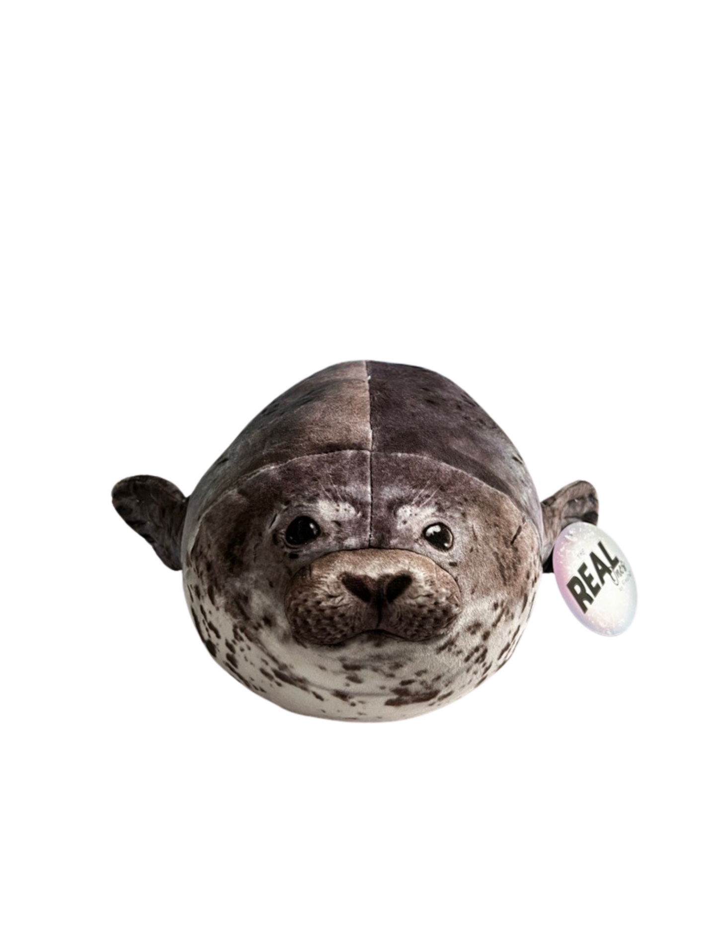 Chunky Harbor Seal