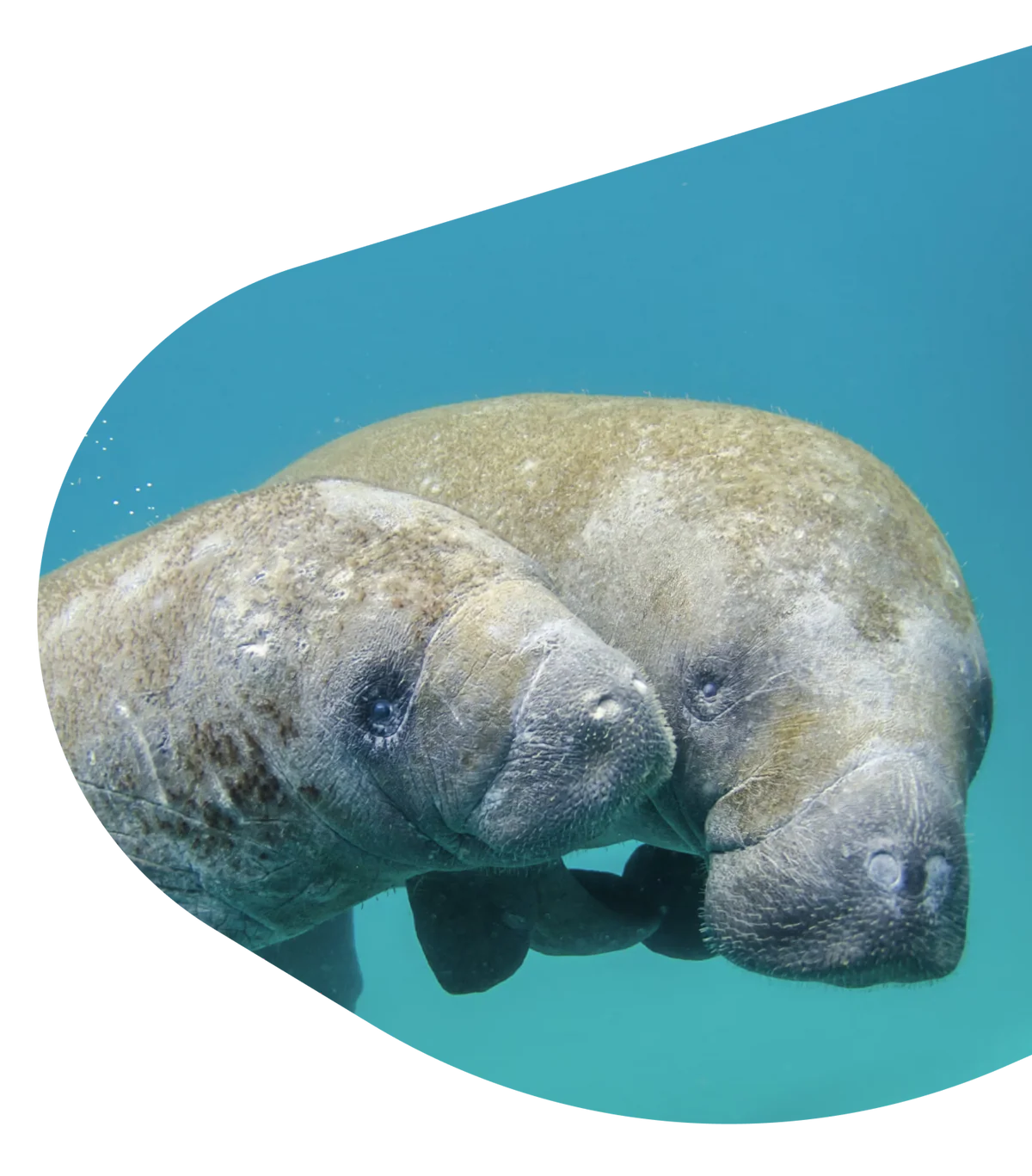 Fahlo Bracelets - Track a Manatee