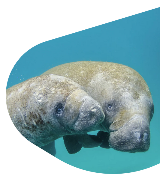 Fahlo Bracelets - Track a Manatee