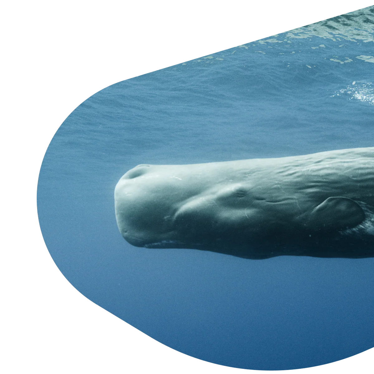 Fahlo Bracelets - Track a Whale