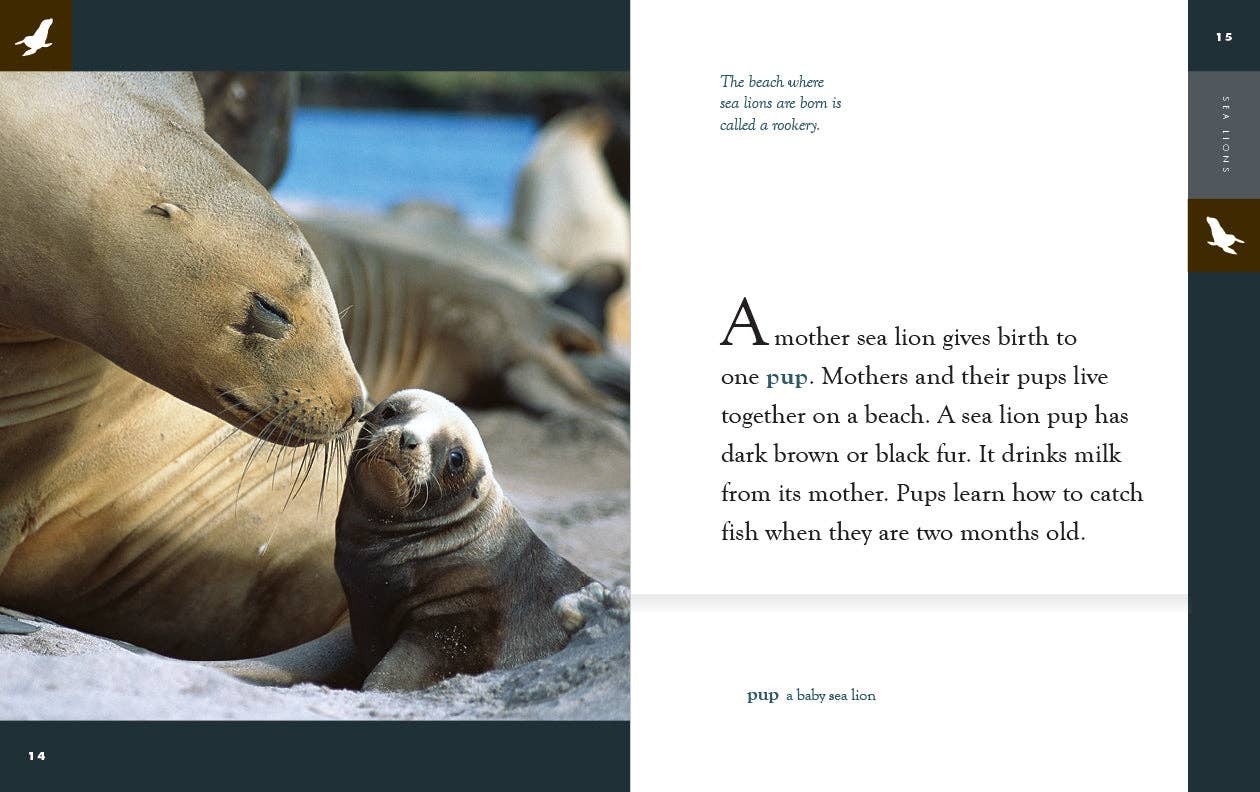 Amazing Animals: Sea Lions: Paperback