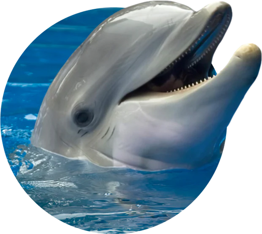 Fahlo Bracelets - Track a Dolphin