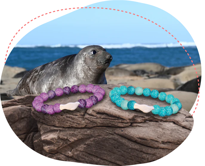 Fahlo Bracelets - Track an Elephant Seal