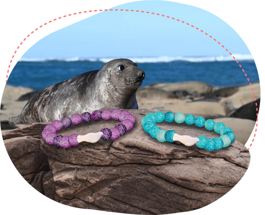 Fahlo Bracelets - Track an Elephant Seal