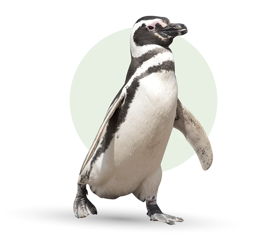 Fahlo Bracelets - Track a Penguin