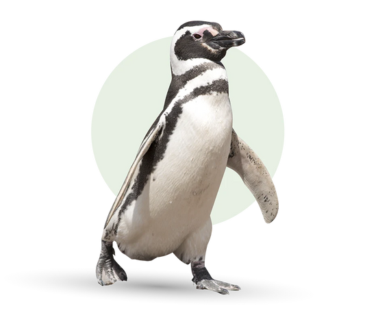 Fahlo Bracelets - Track a Penguin