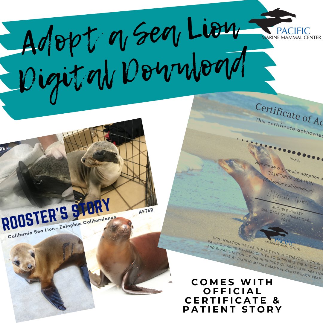 Adoption Kit - Digital – Pacific Marine Mammal Center